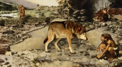 Strămoșii sălbatici ai câinilor domestici: o vedere a rocilor similare cu lupi