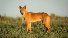 Dingo