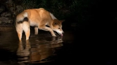 Dingo - dog wild australia