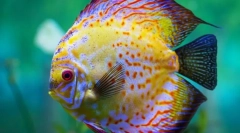 Discuții (simfysodon)