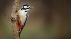 Dweath midlan european