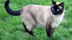 Pentru ceea ce musta de pisici?