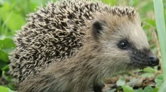 Pentru care unele ace animale?