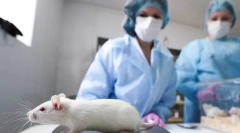 Ceea ce este necesar de castrarea și sterilizarea șobolanilor, costul, cum funcționează operațiunea