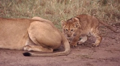 Pentru ce animalează cozile?