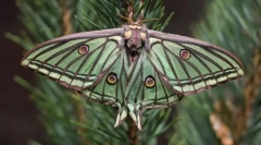 Fluturi de zi și de noapte