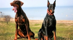 Doberman pinscher (foto): totul despre caracteristicile unui proprietar de rasă dedicat dedicat