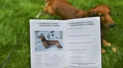 Documente pe un catelus