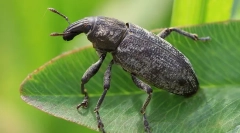 Weevil