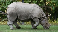 Home robs (mini și standard)