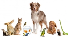 Animale de companie de casă pe care să le aibă dacă câinele și pisica au deja