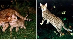 Pisicile de casă derivate din colegul sălbatic