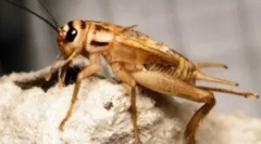 Perne de acasă: ce arată viața și uite