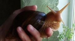 Melci: îngrijirea și conținutul unui animal de companie neobișnuit