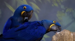 Papagalii de casă, 10 cele mai bune rase interne de papagal