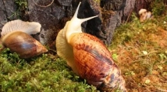 Homemade mollusk - snail aherher