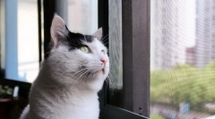 Pisica de sortare de casă