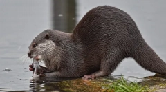 Acasă otter: animal afectiv sau animal sălbatic