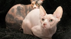 Don sfinx (fotografii): fel și pisică jucăușă fără haine