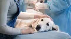 Avantaje și dezavantaje ale sterilizării