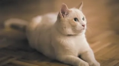 Formarea cat: pregătiți artistul de acasă