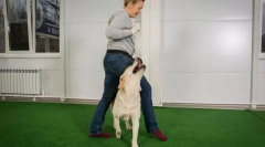 Dressing pe ascultare