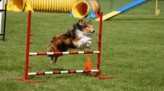 Instruirea pentru depășirea obstacolelor