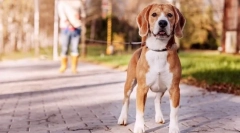 Câine de pregătire la domiciliu: secretele de succes