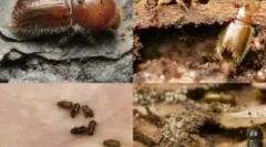 Woodings într-o casă de lemn și cum să scape de ei