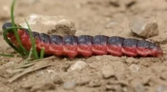 Atragând inodor și rău, inflamați