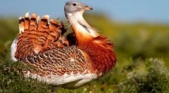 Picături. Familie de păsări