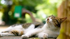 Durtal pentru pisici: mărturie și contraindicații ale medicamentului