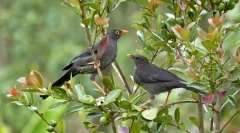 Drozd (păsări de păsări de curte): cântăreață de pădure cu un repertoriu bogat