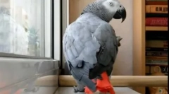 Pernat și pop star duet: video în cazul în care parrot cântă song ani lorak