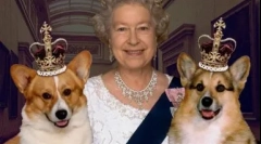 Porecle duble pentru câini, ruși și străini