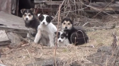 Poragian - nu o propoziție!