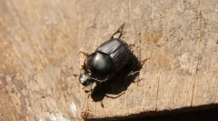 Calian cu două picioare