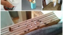 Chimneys de la bedbugs