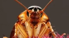 Chimneys de la gandaci