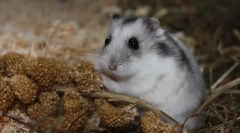 Dzhungarian hamster: descriere, preț, conținut, hrănire