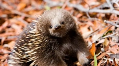 Echidna: fotografie și descriere detaliată a animalului