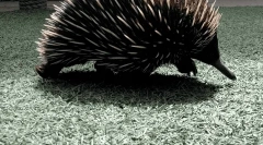 Echidna
