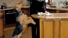 Elena malysheva și câinele ei - un câine dedicat charles