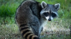 Raccoon stroskun (foto): fidget curios de animale