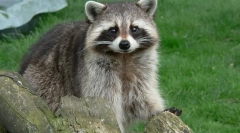 Raccoon