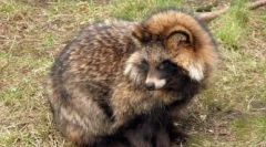 Câine de retal: sălbatic și acasă