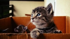 Dacă ați găsit un pisoi pe stradă