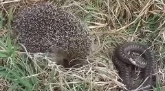 Hedgehogul mănâncă șerpi și șoareci