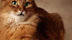 Eukanuba: bovine pentru cea mai înaltă calitate pisici