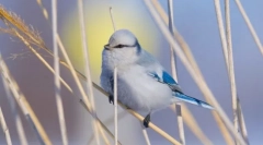 European white lazorovka